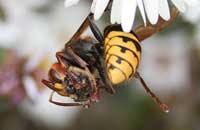Азиатский шершень – новый вредитель пчел
