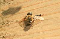 Самоизлечение пчел при аскосферозе