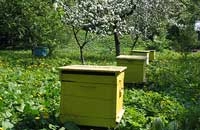 Кубитальный индекс как один из основных породоопределяющих признаков