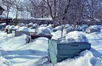 Подрамочное пространство и зимовка пчел