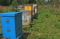 Усовершенствование улья Дадана