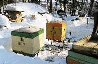 пасека зимой