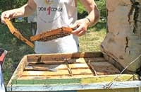 Усовершенствованная технология получения меда