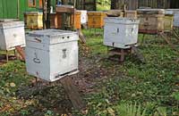 Йодполимеры в пчеловодстве