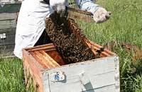 Семью подсиливаю роями