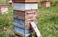 Мой опыт работы с многокорпусными ульями