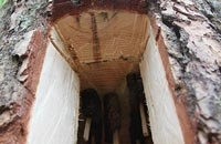 От дупла к улью