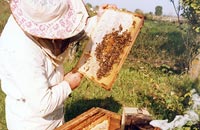 ТЭДА - новый фумигационный акарицид