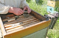 клеточка Титова, пчелы, пасека