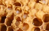 Микробиологические характеристики трутневого гомогената при консервировании