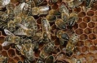 Факторы, влияющие на сопротивляемость семей аскосферозу
