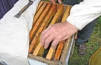 Ускоренное размножение пчелиных семей