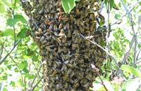Снятие роев (2)