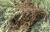 Снятие роев (3)