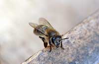 Сигналы, передаваемые пчелами при помощи звуков