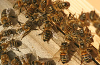 Попытки использования перекиси водорода  в профилактике и борьбе с нозематозом пчел
