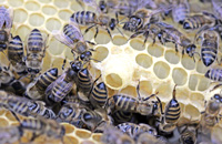 Сложные семьи-помеси — шаг к промышленному пчеловодству