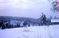 Как живут пчелы зимой