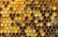 Извлечение перги из пчелиных сотов