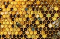 Извлечение перги из пчелиных сотов