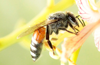 Apis florea