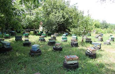 отводки на пасеке