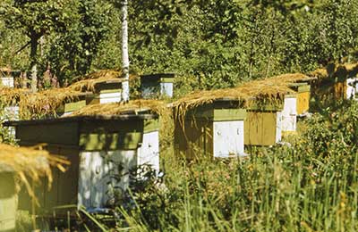 пасека, медосбор