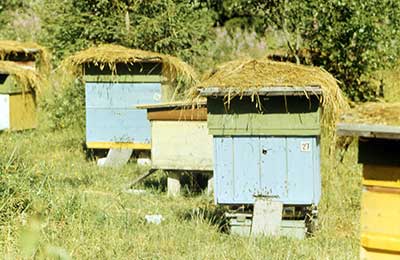 пасека