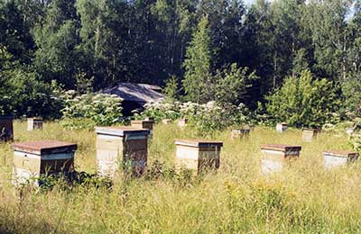 пасека