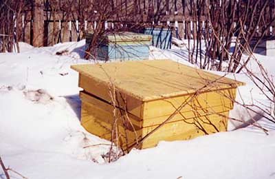 пасека зимой