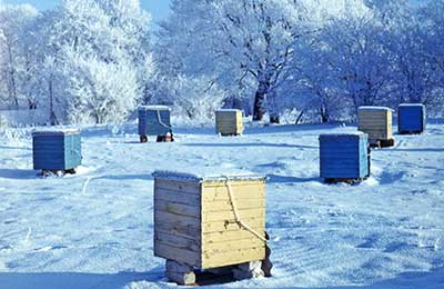пасека зимой