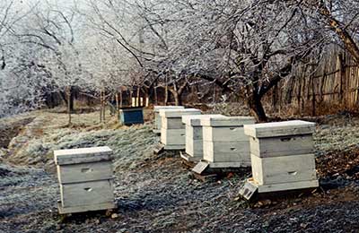 пасека