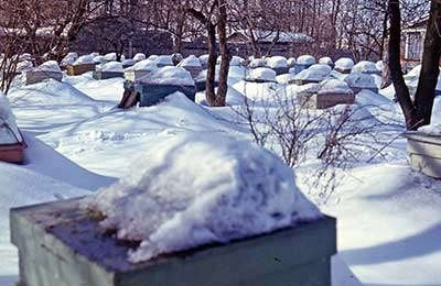 пасека зимой