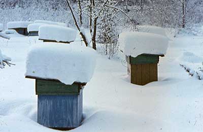 пасека зимой