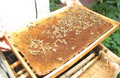 сотовые рамки