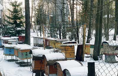 пасека зимой