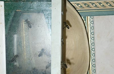 пчелы