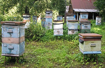 пасека