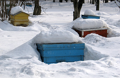 зимняя пасека