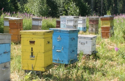 кочевая пасека