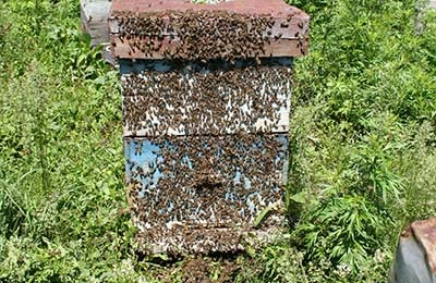 роение