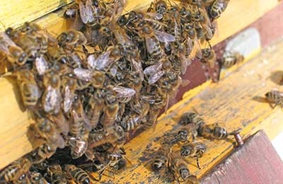 пчелы