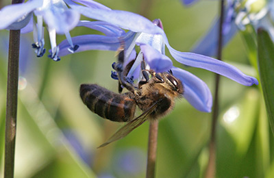 пчела