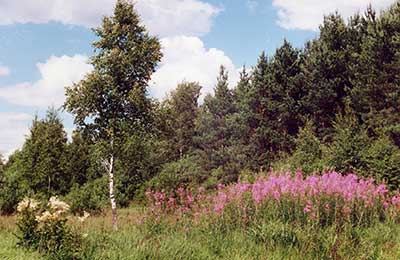 медоносы